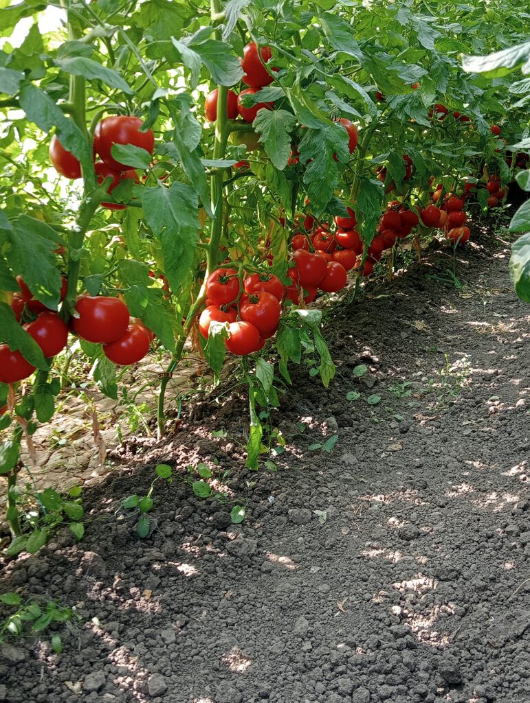 Image #1 from Liliana Manea - Nicolae Bălcescu, Jud. TR