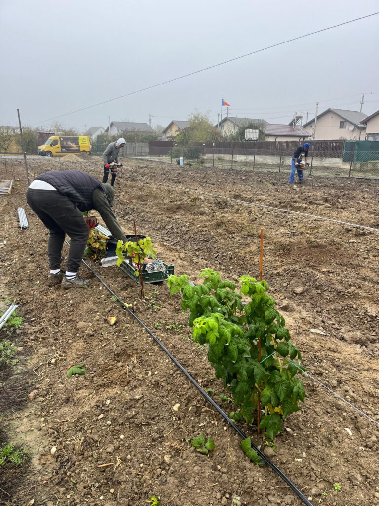 Image #4 from Laurentiu Sorin Petrache - Buturugeni, Jud. GR