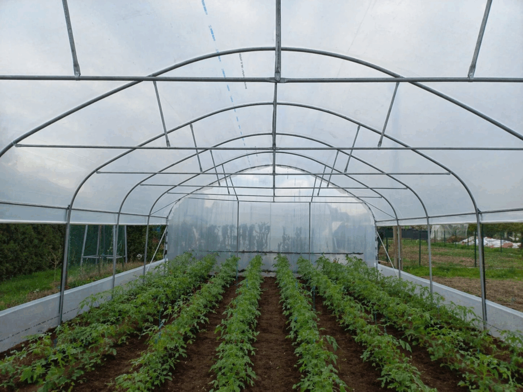 solar interior cu răsaduri de roșii plantate în rânduri, în luna aprilie, în România