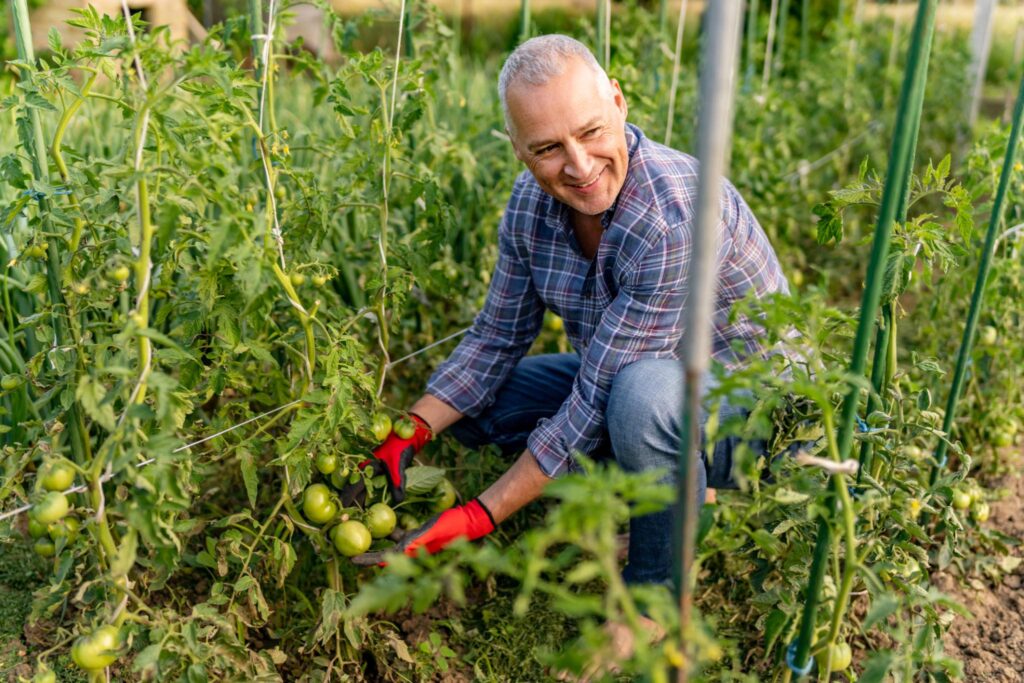 productie continua in solar rosii fermier Romania