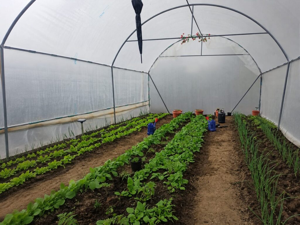 Culturi de salată și ceapă verde într-un solar aerisit, în luna mai, în România