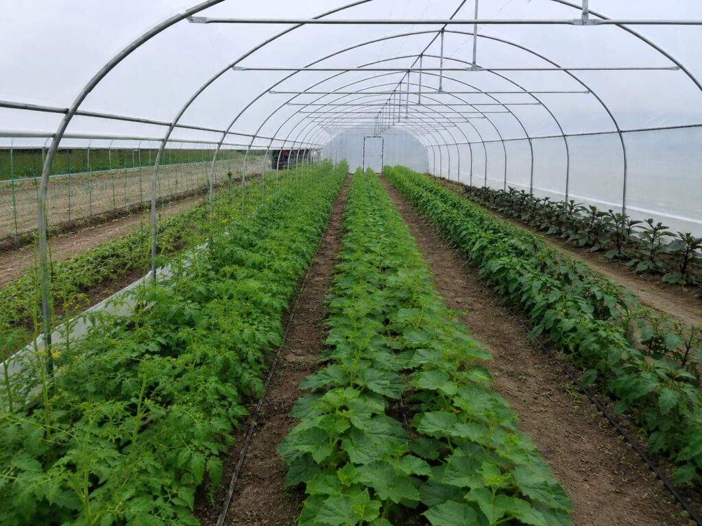 Solar agricol BACAS cu culturi de legume crescute în rânduri, într-un tunel protejat cu structură metalică galvanizată și folie semitransparentă.