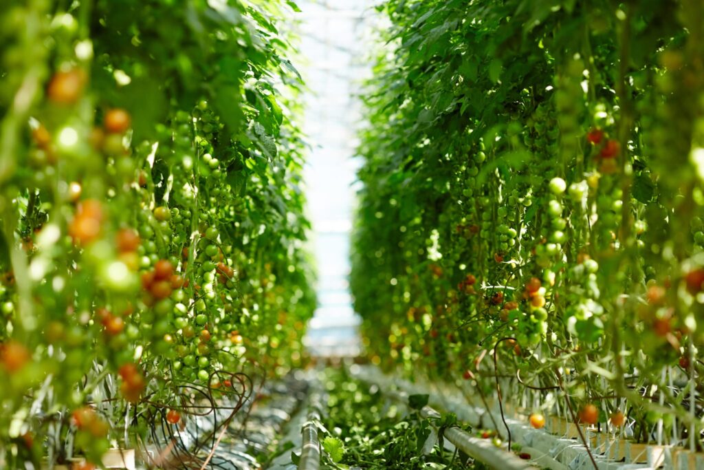 Rosii cultivate in solar vara cu udare corecta la radacina