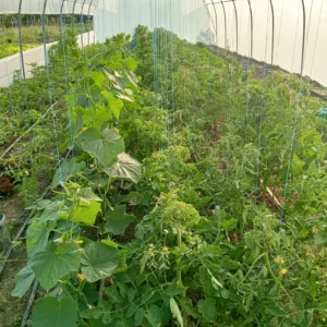 Solar Bacas cu culturi de legume, jud. Cluj