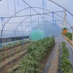 Solar Bacas 6x12m cu culturi de legume și capșuni