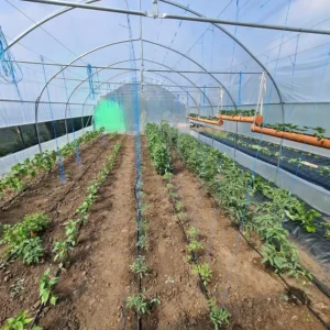 Solar Bacas 6x12m cu culturi, montat în jud. Galați