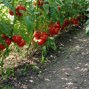 Cultură de roșii într-un solar de grădină Bacas 5x10m, în jud. Teleorman