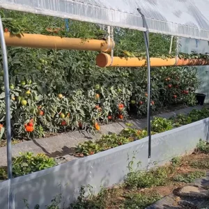 Solar de gradina cu culturi (exterior), jud. Galați