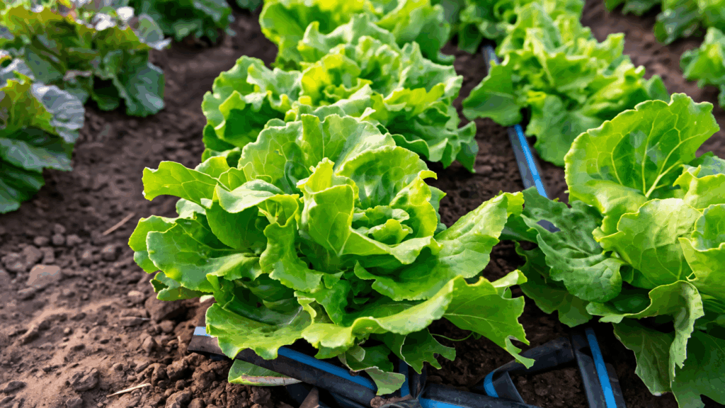 Salată verde cultivată în solar în octombrie