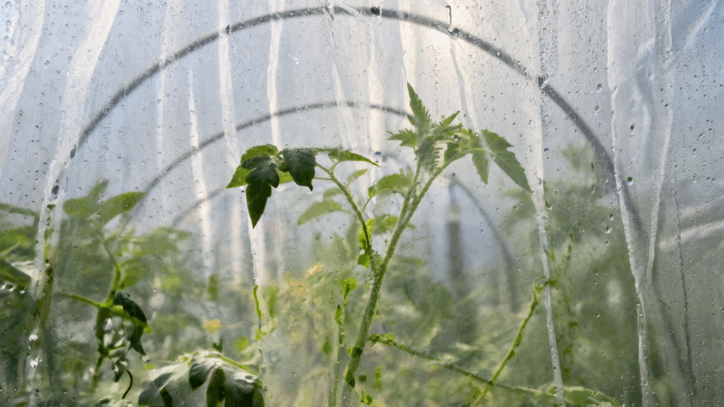 Condens în solar – picături de apă pe folia solarului
